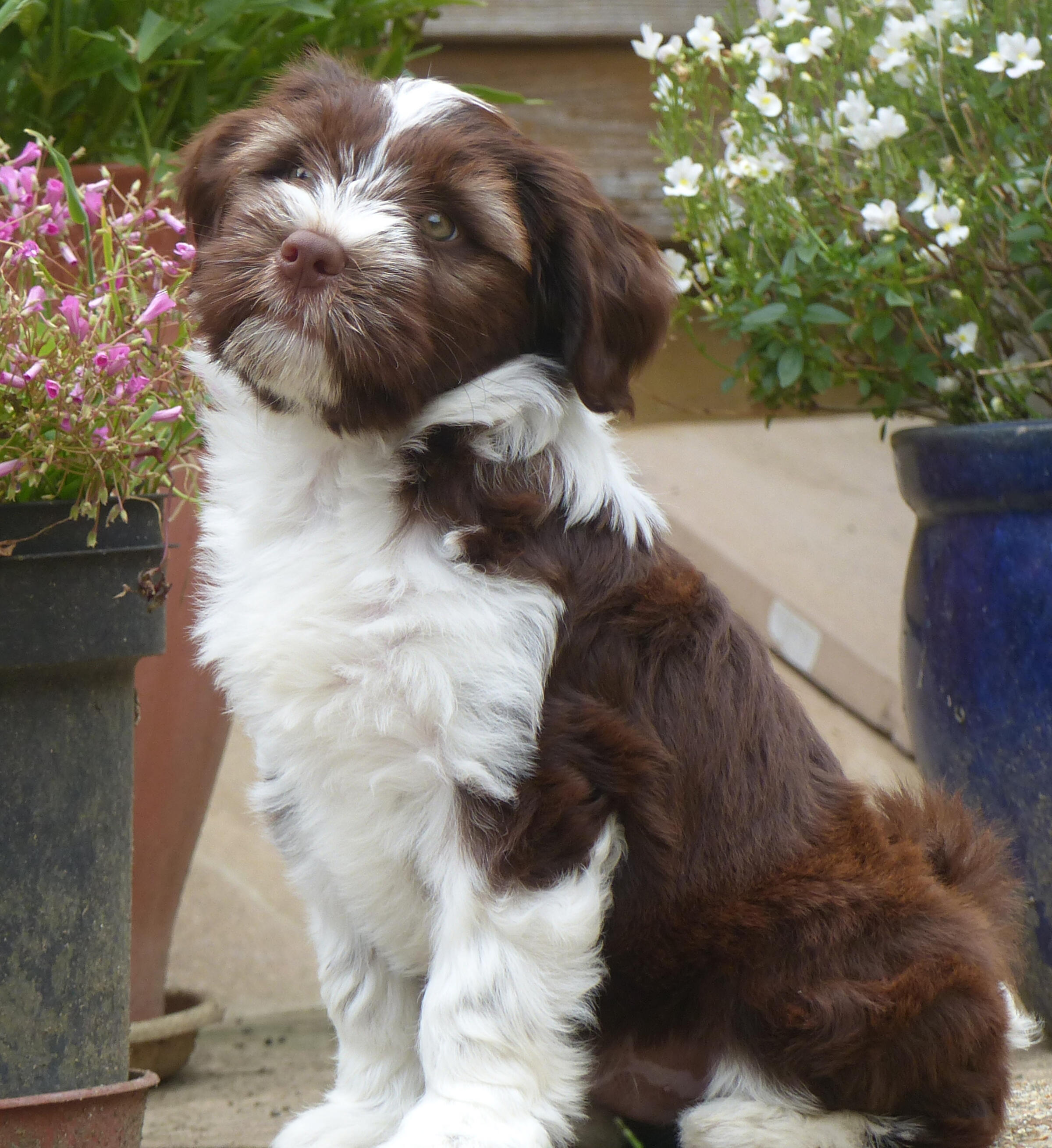 Eastbourne Dog Walker