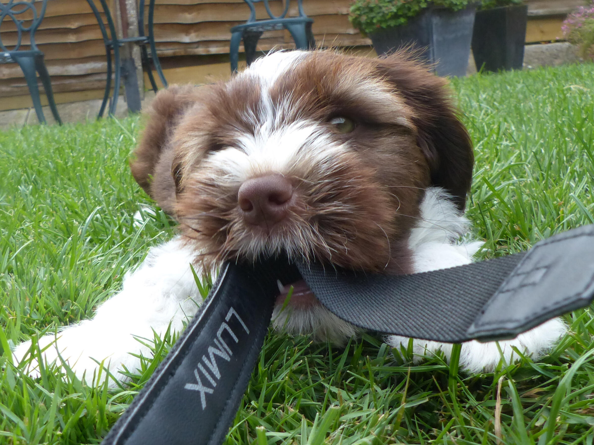 Eastbourne Dog Walker