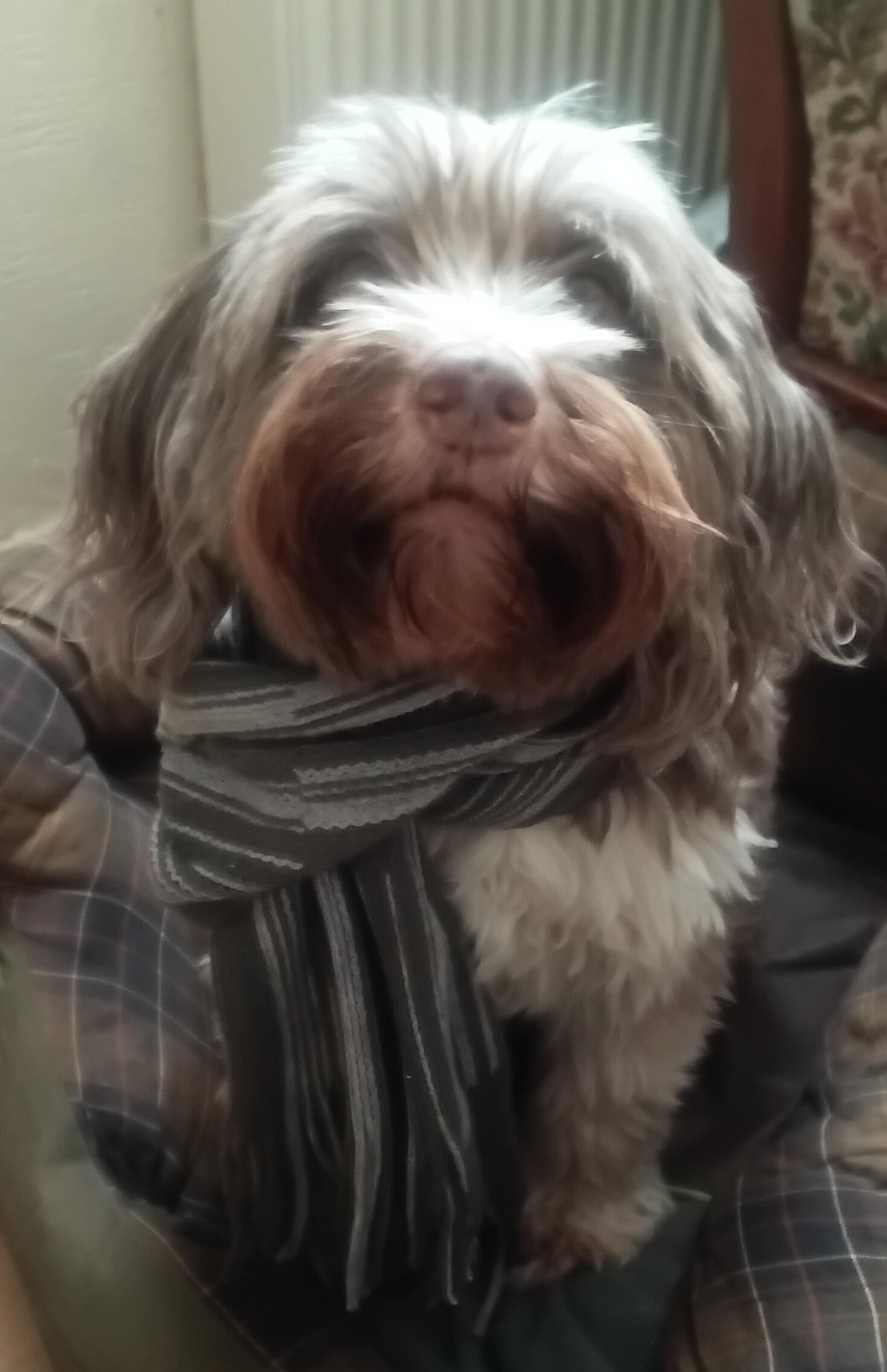 Eastbourne Dog Walker